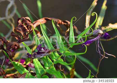 fern, a kind of plane 34516503