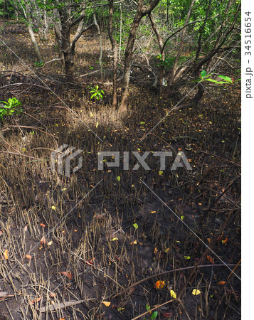 mangrove forrest mangrove forrest 34516654