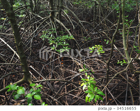 mangrove forrest mangrove forrest 34516655