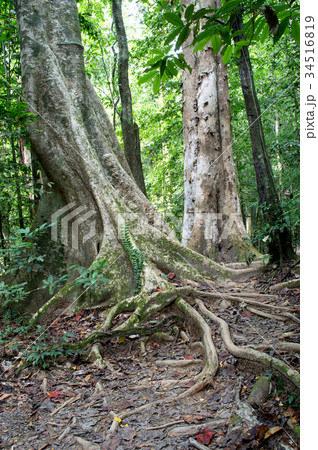 Big root tree in green park. Big root tree in green park. 34516819