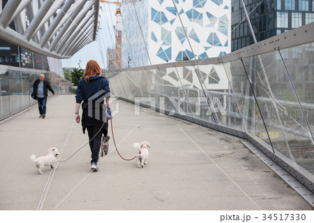 Norwegian young man walks with dogs 34517330