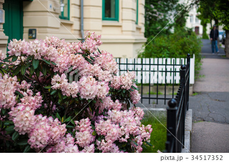 Flowers front a window. Floral facade Flowers front a window. Floral facade 34517352
