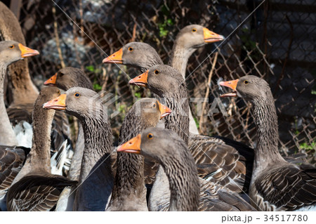 Domestic geese on traditional farm 34517780