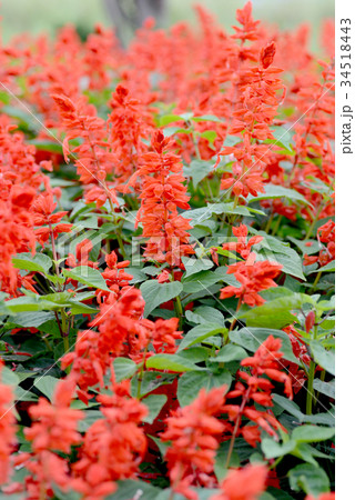 サルビア 34518443