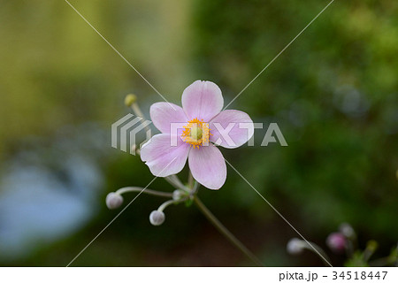 シュウメイギク シュウメイギク 34518447