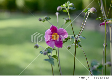 シュウメイギク 34518448