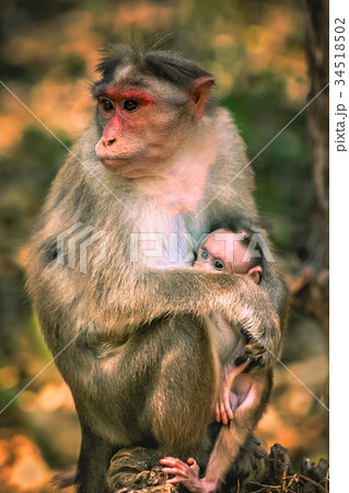 A wild macaque monkey family 34518502