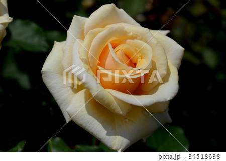 シンプリーヘブン 34518638