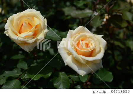 シンプリーヘブン 34518639