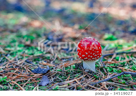 Red poisonous Amanita mushroom Red poisonous Amanita mushroom 34519027
