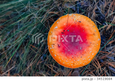 Red poisonous Amanita mushroom 34519084