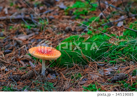 Red poisonous Amanita mushroom 34519085
