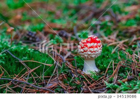 Red poisonous Amanita mushroom 34519086