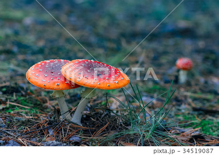 Red poisonous Amanita mushrooms 34519087