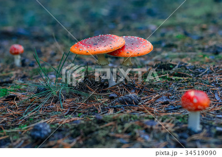 Red poisonous Amanita mushrooms Red poisonous Amanita mushrooms 34519090