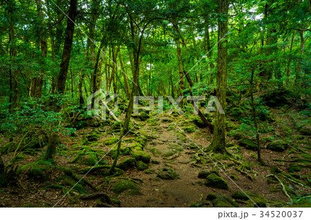 苔むす西湖青木ヶ原樹海の森 34520037