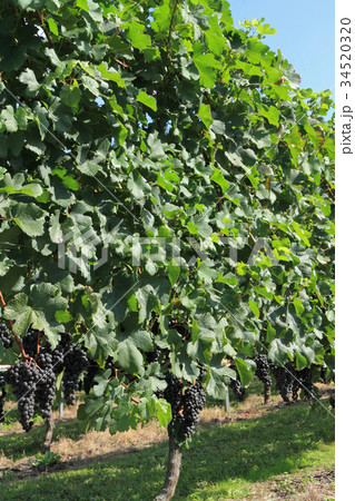 ワイン用ブドウ メルロの畑 ワイン用ブドウ メルロの畑 34520320