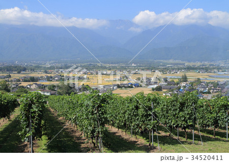 北アルプス山麓のワイン用ブドウ畑 34520411