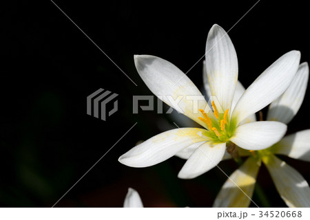 タマスダレ 34520668