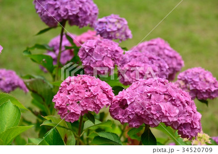 セイヨウアジサイ ーギャラクシーー セイヨウアジサイ ーギャラクシーー 34520709