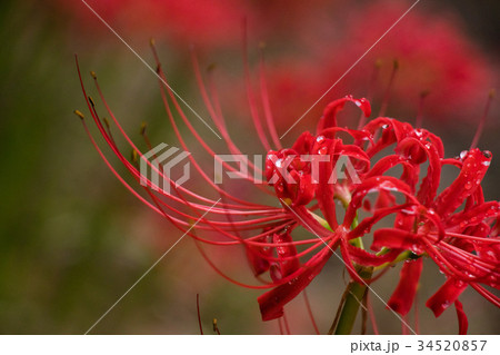 彼岸花 34520857
