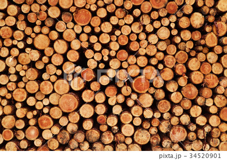 木材の断面の写真素材