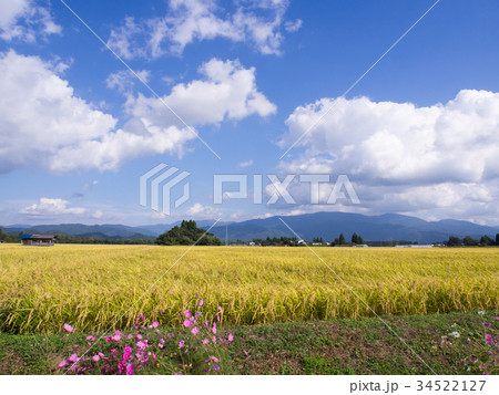 秋の稲穂　コスモス　青空　白い雲　稲刈り　収穫　実り　秋晴れ　田園風景 34522127