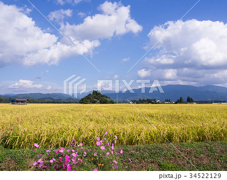 秋の稲穂　コスモス　青空　白い雲　稲刈り　収穫　実り　秋晴れ　田園風景 34522129