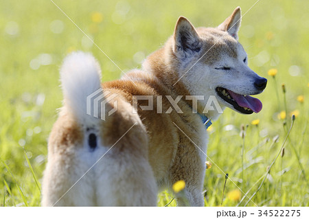 野原で遊ぶ柴犬 34522275