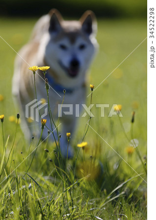 野原で遊ぶ柴犬 野原で遊ぶ柴犬 34522298