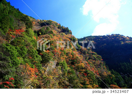 香落渓 紅葉 三重県 香落渓 紅葉 三重県 34523407
