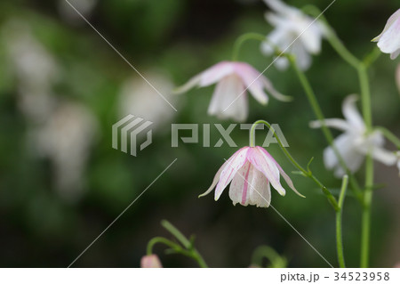 風鈴オダマキの花の写真素材