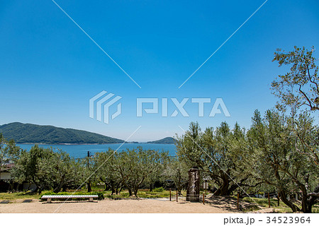 小豆島　オリーブ園の小道　初夏　オリーブ原木 34523964