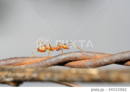Closeup of red ant running on barbed wire fence 34523982