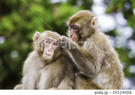 日本猿の毛繕いの写真素材