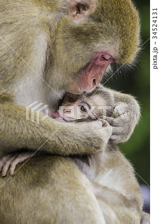 猿の親子の写真素材