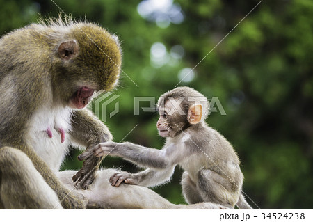 猿の親子の写真素材