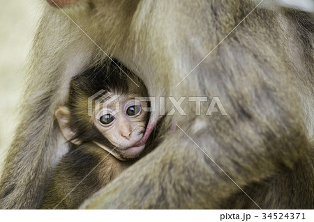 かわいい赤ちゃん猿の写真素材