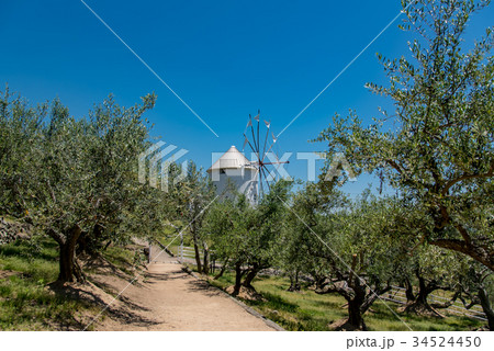 小豆島　オリーブ園の小道　初夏　ギリシャ風車　道の駅 34524450