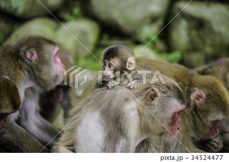 お母さん猿の背中につかまるかわいい赤ちゃん猿の写真素材