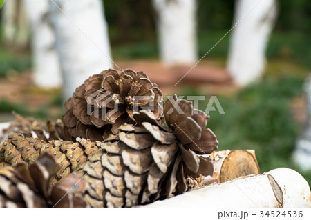 まつぼっくり 34524536