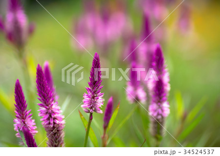 ケイトウ 34524537