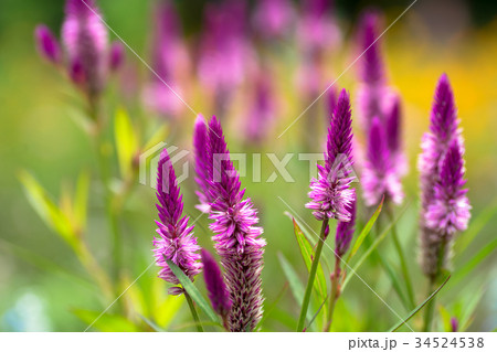 ケイトウ 34524538