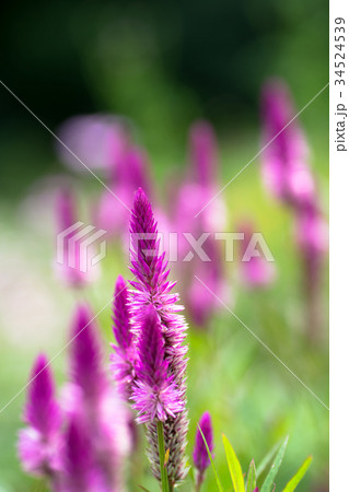 ケイトウ 34524539