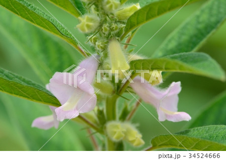 金ゴマの花の写真素材