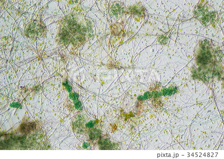 生物模様 34524827
