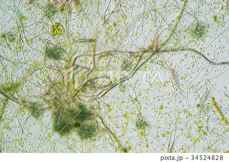 生物模様 34524828