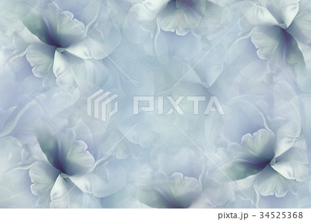 Flowers blue background .Turquoise petals tulip. Flowers blue background .Turquoise petals tulip. 34525368