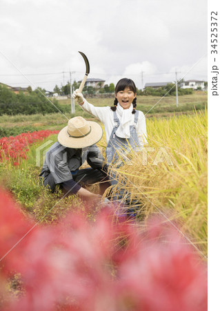親子で稲刈り 34525372