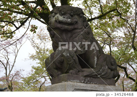 唐獅子の石像（浅間大社／静岡県富士宮市宮町1-1） 34526468